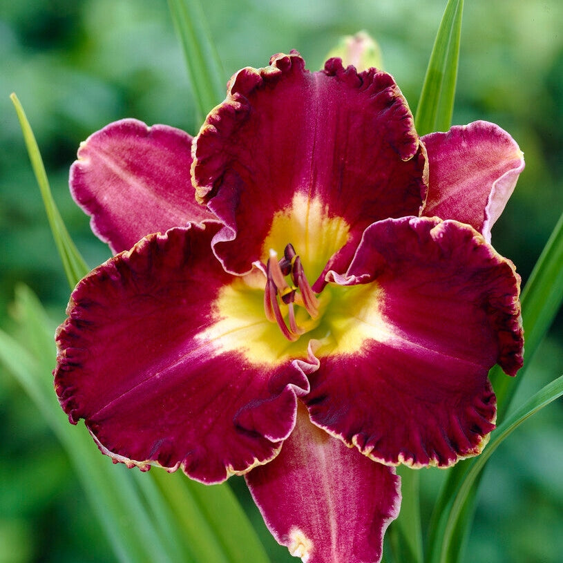 Daglilje-Hemerocallis David Kirchoff 1-pakning